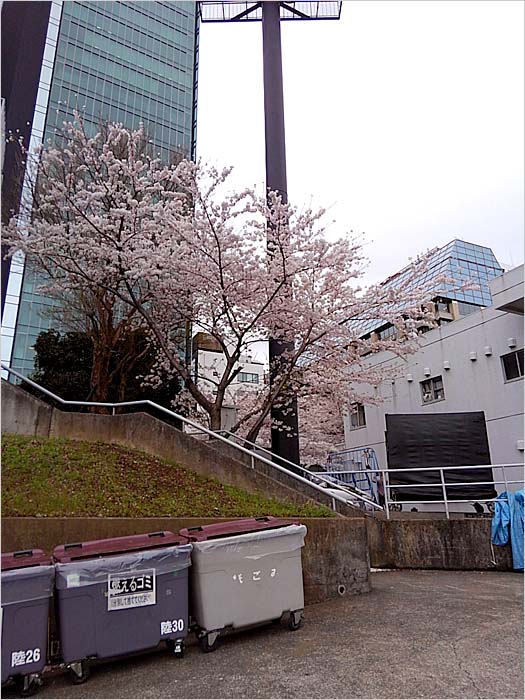 キャプテンズラン｜秩父宮周辺の桜（３）<br>
スーパーラグビー2017　ヒト・コミュニケーションズ サンウルブズ vs. ブルズ